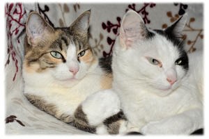 My “Supurrvisors” when off-duty and relaxing.